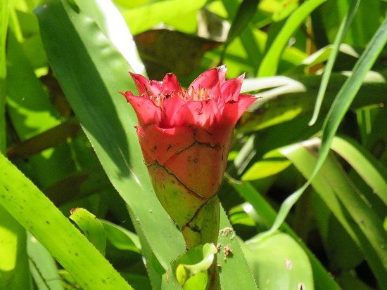 Sitio Roberto Burle Marx